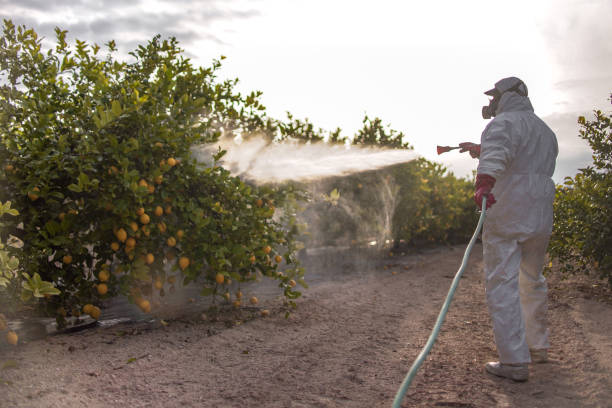 Best Affordable Pest Control Services  in Bessemer, AL