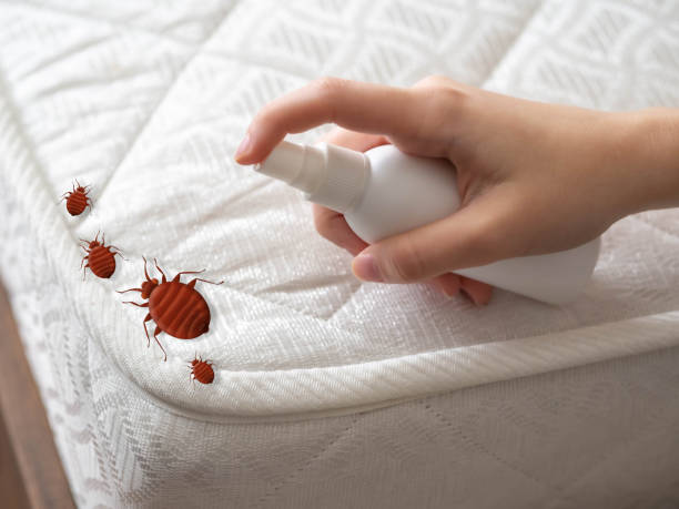Best Spider Control Near Me  in Bessemer, AL
