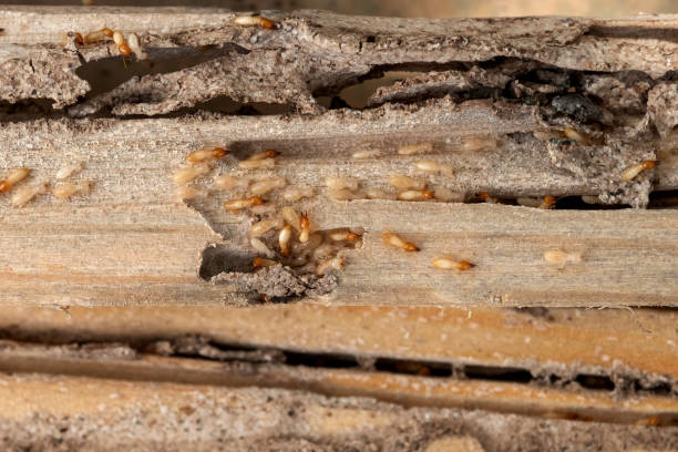 Best Termite Control Services  in Bessemer, AL